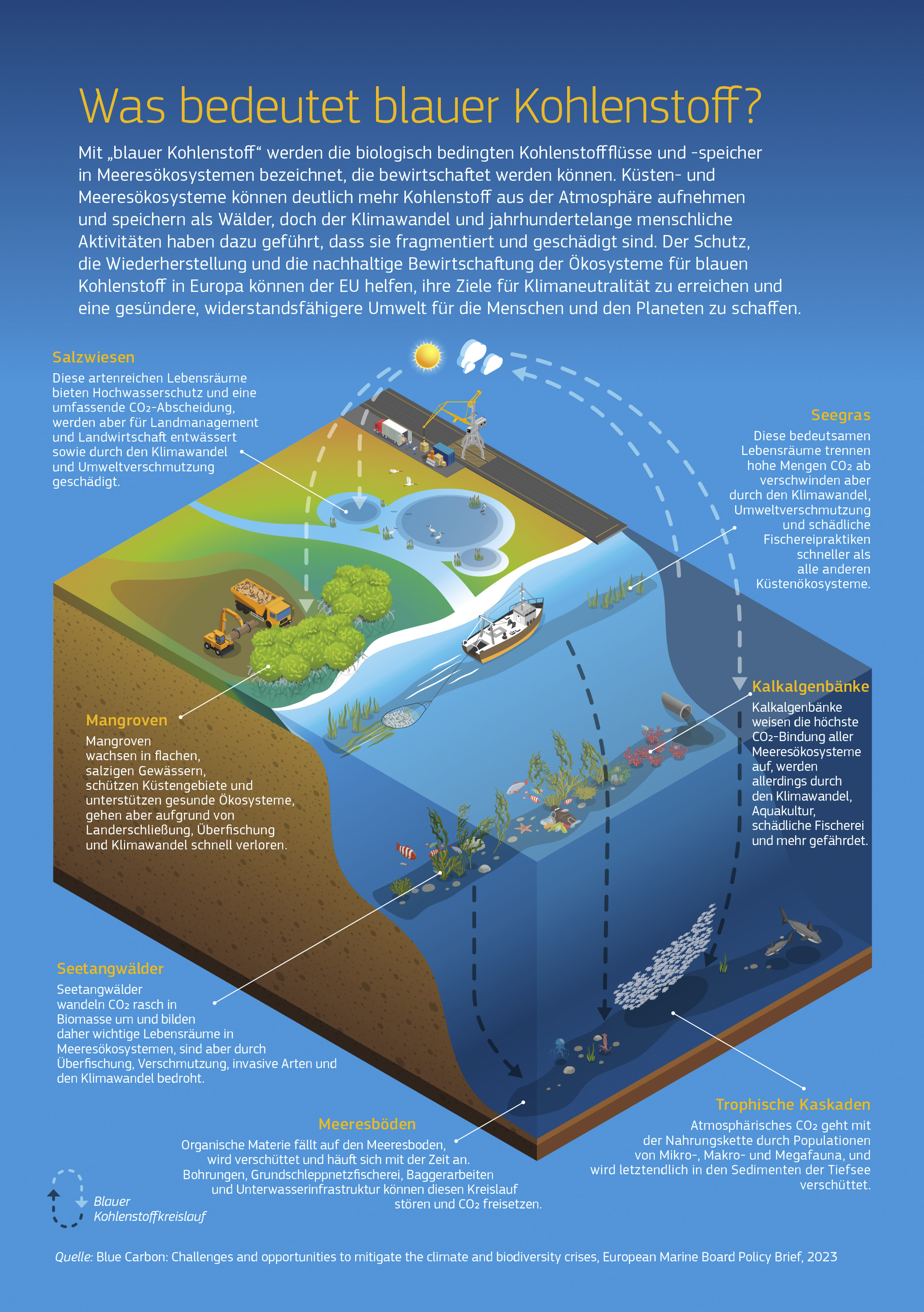 Die Ökosysteme des blauen Kohlenstoffs in Europa zu schützen, kann den EU-Klimaneutralitätszielen zugutekommen. In der Infografik wird anhand einer Küstenszene deutlich: Salzwiesen bieten Hochwasserschutz und Kohlenstoffabscheidung, werden aber oft für menschliche Aktivitäten trockengelegt; Seegras bindet große Mengen an CO2, verschwindet aber aufgrund des Klimawandels und zerstörerischer Fischereipraktiken; Mangroven gehen durch Landerschließung rasch zurück; Kalkalgenbänke weisen die höchste Kohlenstoffbindung aller marinen Ökosysteme auf; schnell wachsende Tangwälder sind durch Überfischung und Klimawandel bedroht und Meeresböden, die organische Stoffe binden, werden durch Grundschleppnetzfischerei und Baggerarbeiten gestört. Die Ökosysteme des blauen Kohlenstoffs in Europa zu schützen, kann den EU-Klimaneutralitätszielen zugutekommen. In der Infografik wird anhand einer Küstenszene deutlich: Salzwiesen bieten Hochwasserschutz und Kohlenstoffabscheidung, werden aber oft für menschliche Aktivitäten trockengelegt; Seegras bindet große Mengen an CO2, verschwindet aber aufgrund des Klimawandels und zerstörerischer Fischereipraktiken; Mangroven gehen durch Landerschließung rasch zurück; Kalkalgenbänke weisen die höchste Kohlenstoffbindung aller marinen Ökosysteme auf; schnell wachsende Tangwälder sind durch Überfischung und Klimawandel bedroht und Meeresböden, die organische Stoffe binden, werden durch Grundschleppnetzfischerei und Baggerarbeiten gestört.