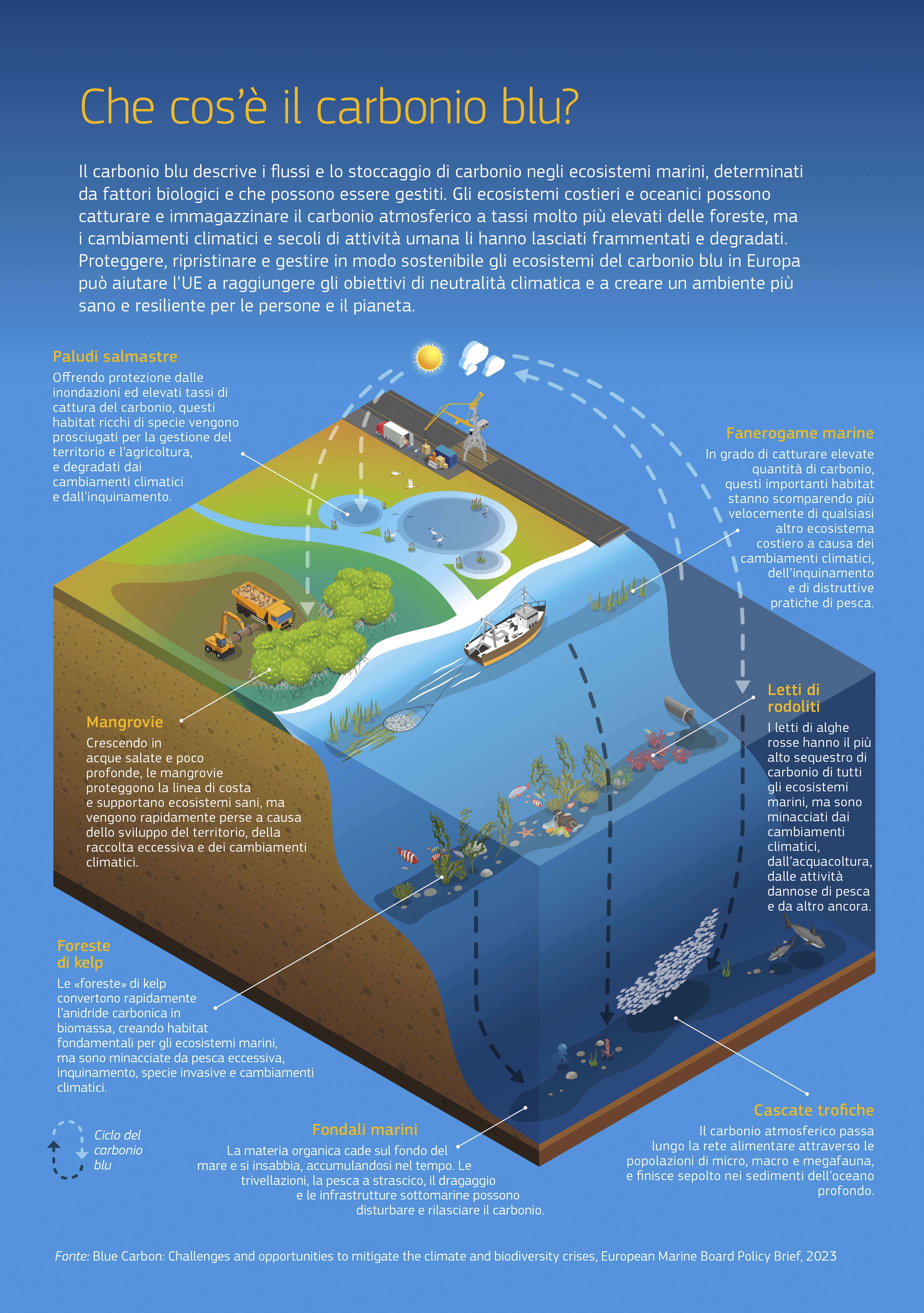 Proteggere gli ecosistemi europei del carbonio blu può aiutare l’UE a raggiungere gli obiettivi di neutralità climatica. L’infografica di una scena costiera mostra: le paludi salmastre che proteggono dalle inondazioni ma sono spesso prosciugate per lo sviluppo umano; le fanerogame che catturano elevate quantità di carbonio, ma stanno sparendo a causa dei cambiamenti climatici e di pratiche di pesca distruttive; mangrovie in rapido declino a causa dello sviluppo del territorio; letti di rodoliti con il più alto sequestro di carbonio di tutti gli ecosistemi marini; foreste di kelp a crescita rapida, minacciate da pesca eccessiva e cambiamenti climatici; e fondali marini dove la materia organica sepolta può essere disturbata da pesca a strascico e dragaggi. Proteggere gli ecosistemi europei del carbonio blu può aiutare l’UE a raggiungere gli obiettivi di neutralità climatica. L’infografica di una scena costiera mostra: le paludi salmastre che proteggono dalle inondazioni ma sono spesso prosciugate per lo sviluppo umano; le fanerogame che catturano elevate quantità di carbonio, ma stanno sparendo a causa dei cambiamenti climatici e di pratiche di pesca distruttive; mangrovie in rapido declino a causa dello sviluppo del territorio; letti di rodoliti con il più alto sequestro di carbonio di tutti gli ecosistemi marini; foreste di kelp a crescita rapida, minacciate da pesca eccessiva e cambiamenti climatici; e fondali marini dove la materia organica sepolta può essere disturbata da pesca a strascico e dragaggi.