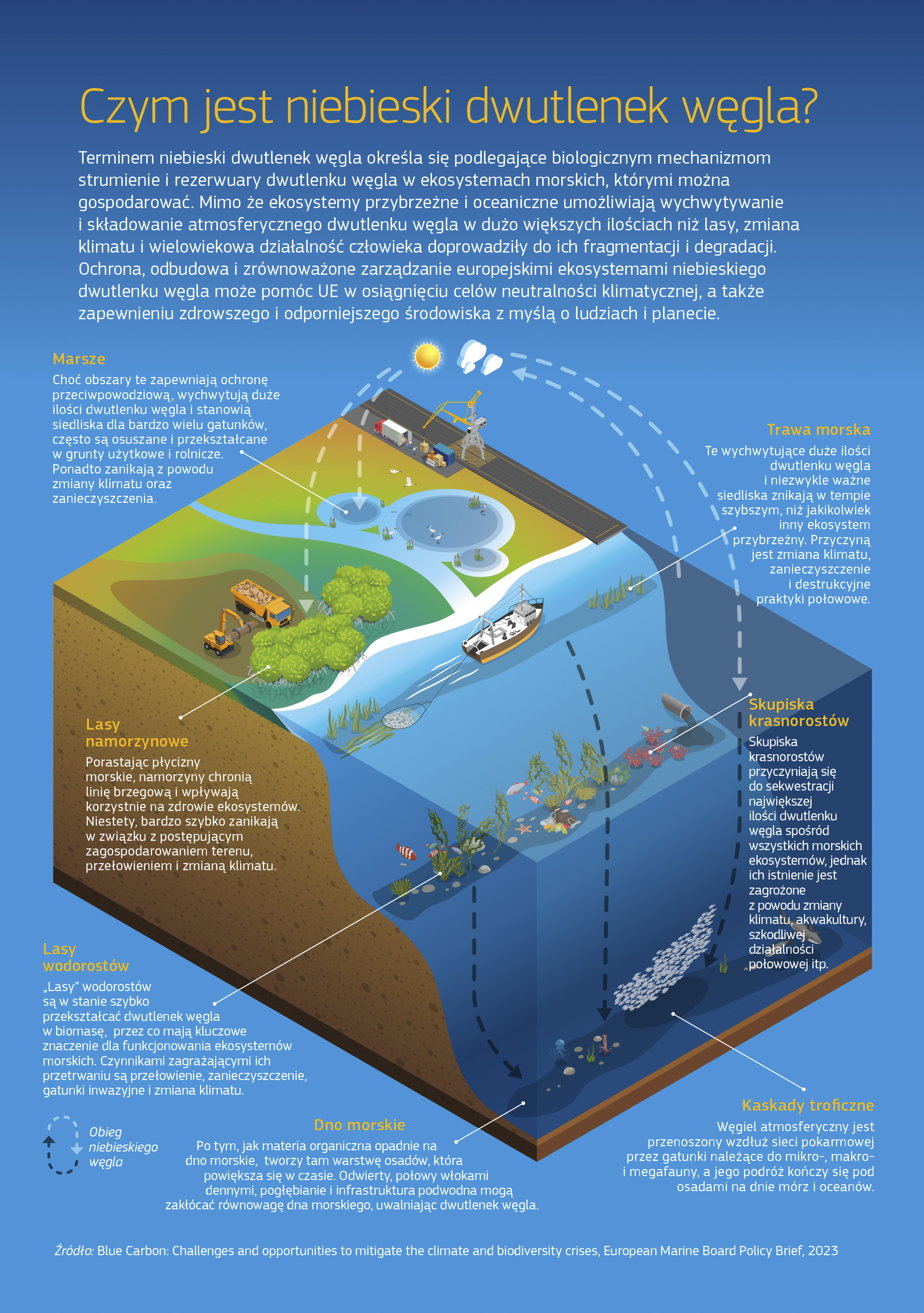 Ochrona europejskich ekosystemów niebieskiego dwutlenku węgla może pomóc UE w osiągnięciu neutralności klimatycznej. Infografika przedstawia środowisko przybrzeżne i jego funkcje:marsze oferujące ochronę przeciwpowodziową i wychwytujące dwutlenek węgla, ale osuszane przez człowieka; trawa morska wychwytująca duże ilości dwutlenku węgla, ale zanikająca wskutek zmiany klimatu i praktyk połowowych; lasy namorzynowe, szybko zanikające wskutek zagospodarowania terenu; skupiska krasnorostów odpowiadające za sekwestrację największej ilości dwutlenku węgla ze wszystkich ekosystemów morskich; szybko rosnące lasy wodorostów, zagrożone wskutek przełowienia i zmiany klimatu; dno morskie, gdzie materia organiczna może zostać naruszona wskutek połowów włokami dennymi i pogłębiania. Ochrona europejskich ekosystemów niebieskiego dwutlenku węgla może pomóc UE w osiągnięciu neutralności klimatycznej. Infografika przedstawia środowisko przybrzeżne i jego funkcje:marsze oferujące ochronę przeciwpowodziową i wychwytujące dwutlenek węgla, ale osuszane przez człowieka; trawa morska wychwytująca duże ilości dwutlenku węgla, ale zanikająca wskutek zmiany klimatu i praktyk połowowych; lasy namorzynowe, szybko zanikające wskutek zagospodarowania terenu; skupiska krasnorostów odpowiadające za sekwestrację największej ilości dwutlenku węgla ze wszystkich ekosystemów morskich; szybko rosnące lasy wodorostów, zagrożone wskutek przełowienia i zmiany klimatu; dno morskie, gdzie materia organiczna może zostać naruszona wskutek połowów włokami dennymi i pogłębiania.